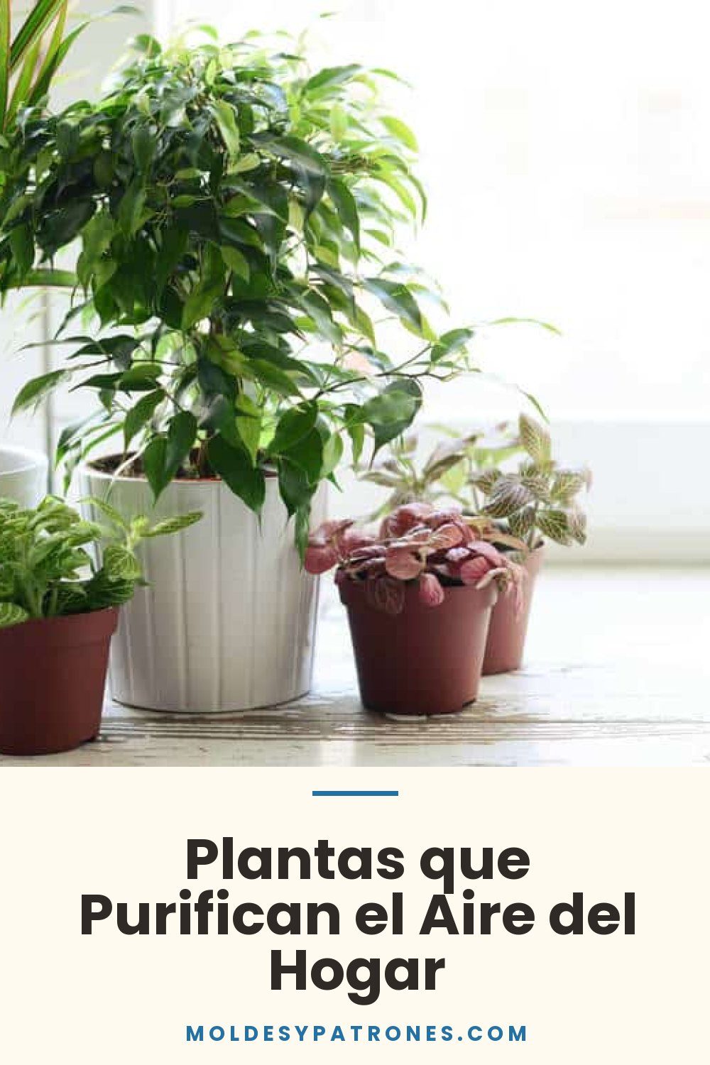 Plantas que Purifican el Aire del Hogar