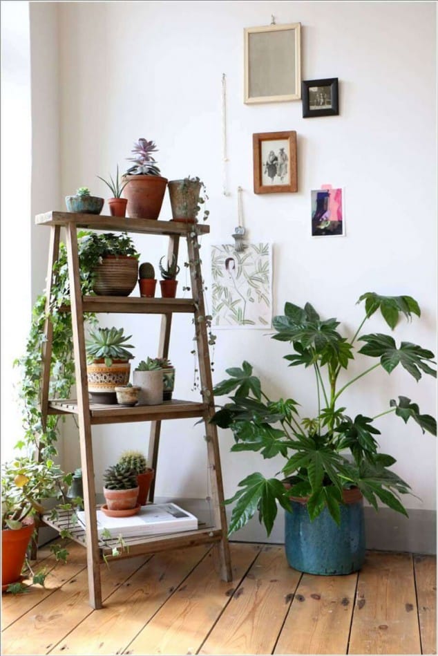 decorar hogar con plantas 5