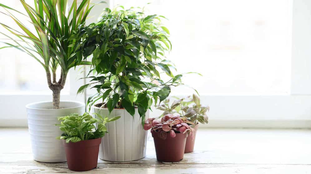 plantas purificam ar